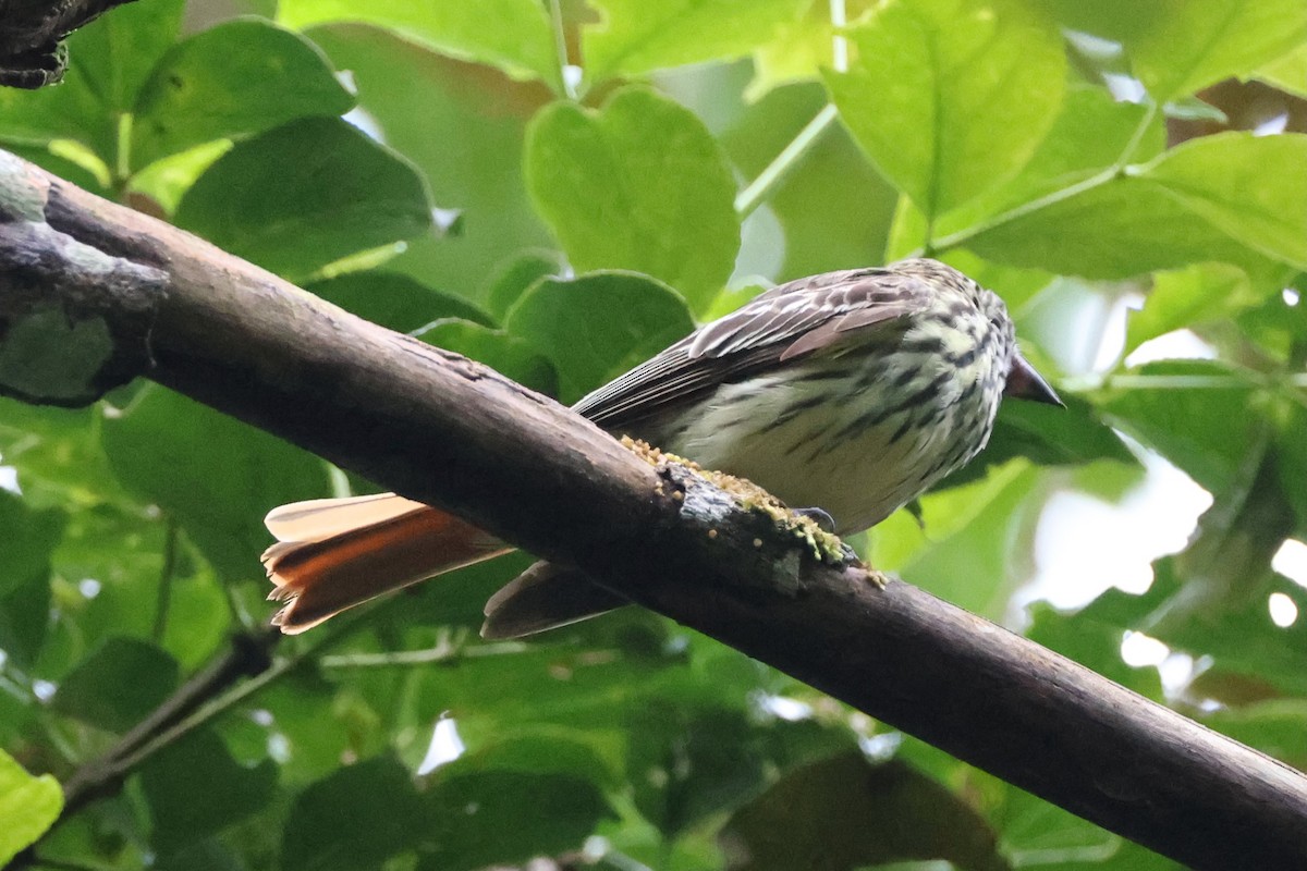 Sulphur-bellied Flycatcher - ML646223567