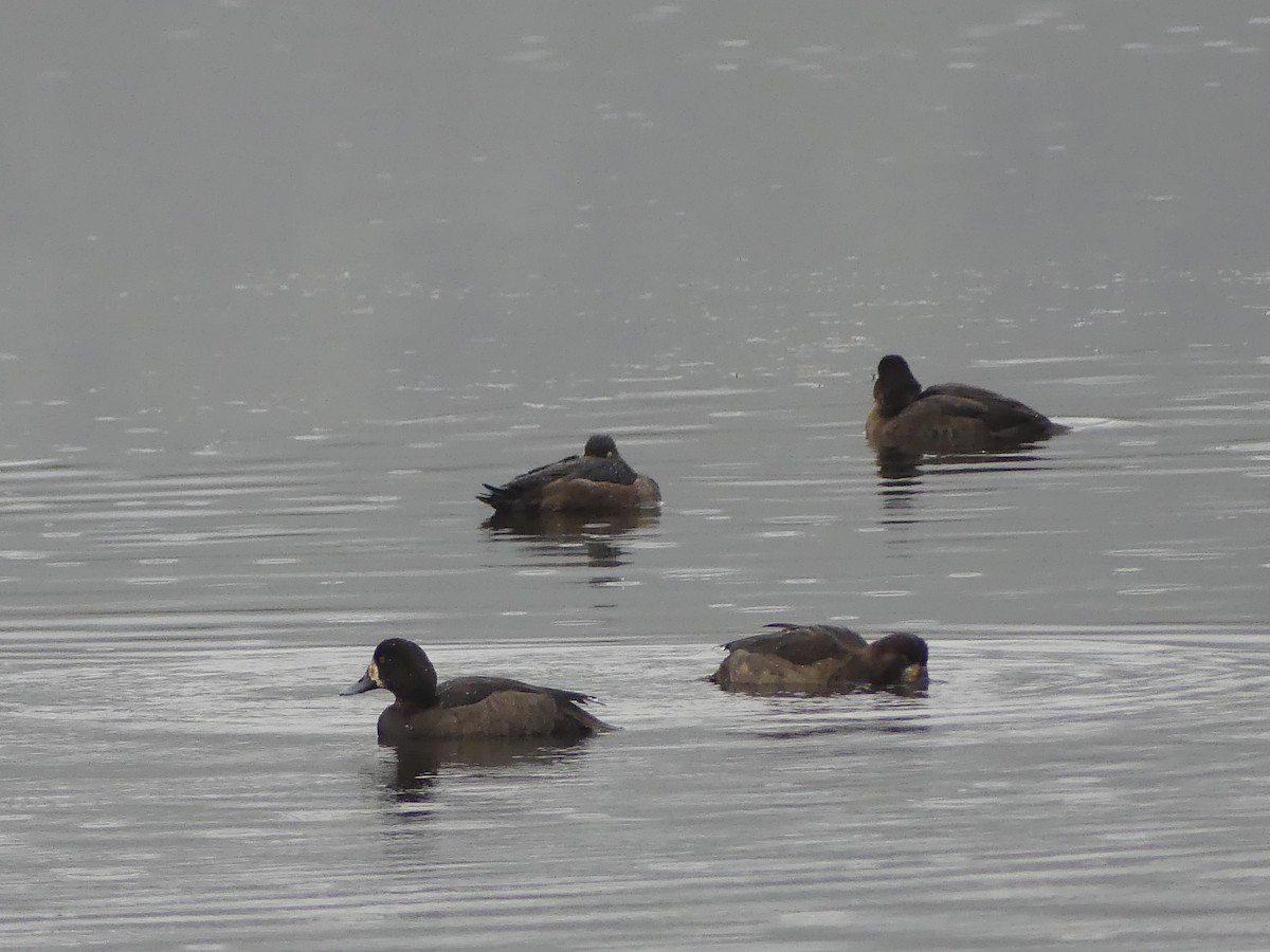 Greater/Lesser Scaup - ML646223569