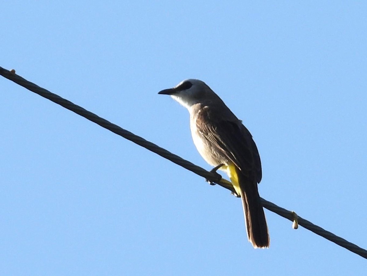 Yellow-vented Bulbul - ML646223570