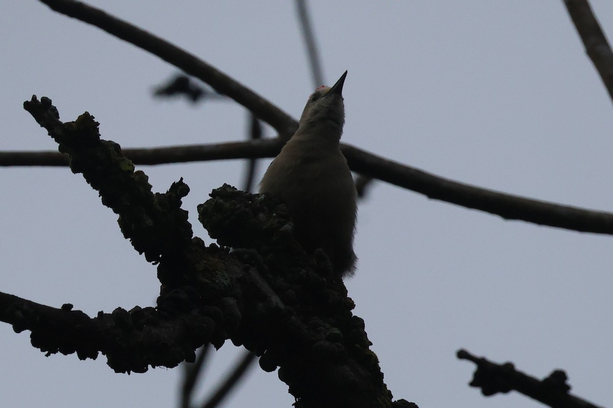 Red-crowned Woodpecker - ML646223571