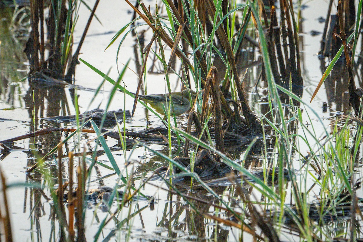 Western Yellow Wagtail - ML646223572