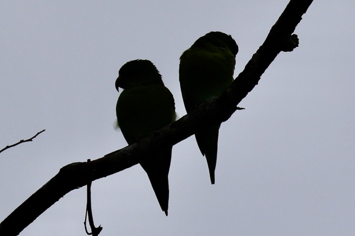 Orange-chinned Parakeet - ML646223573