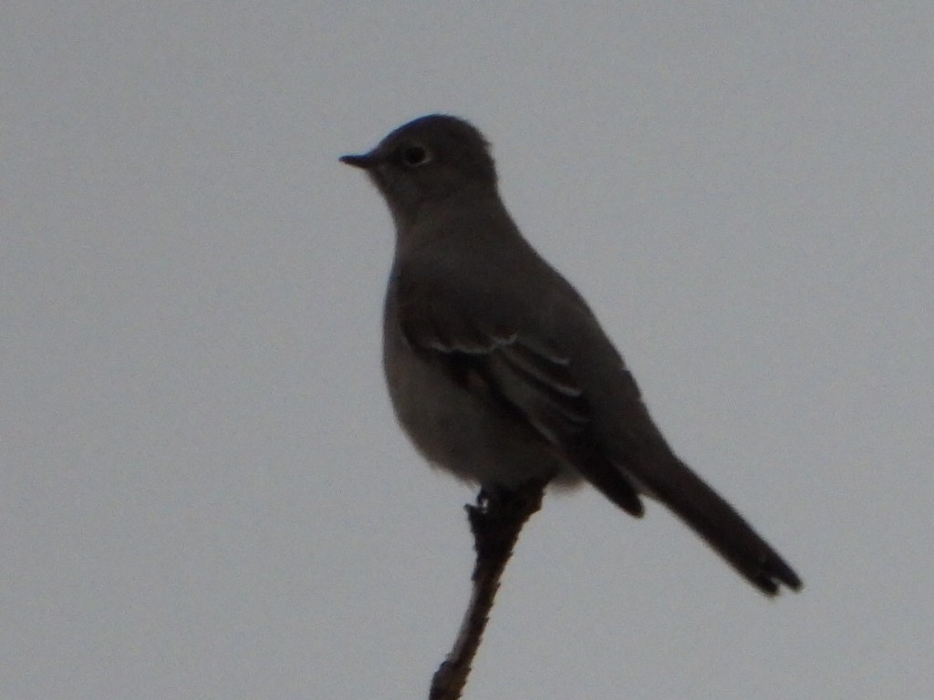 Townsend's Solitaire - ML646223574