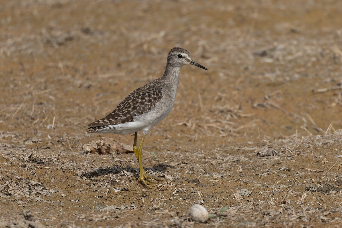 Wood Sandpiper - ML646223575
