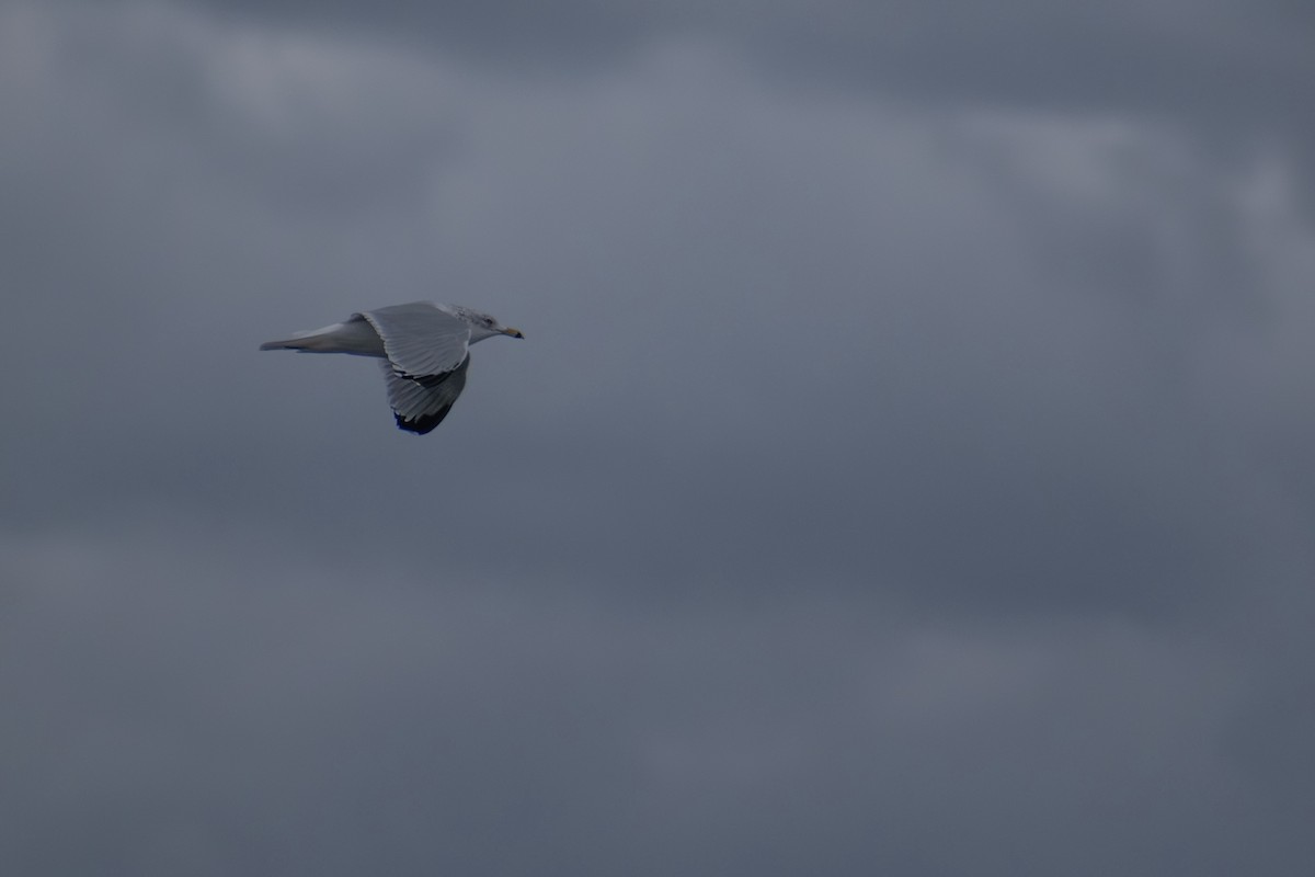 Ring-billed Gull - ML646223576