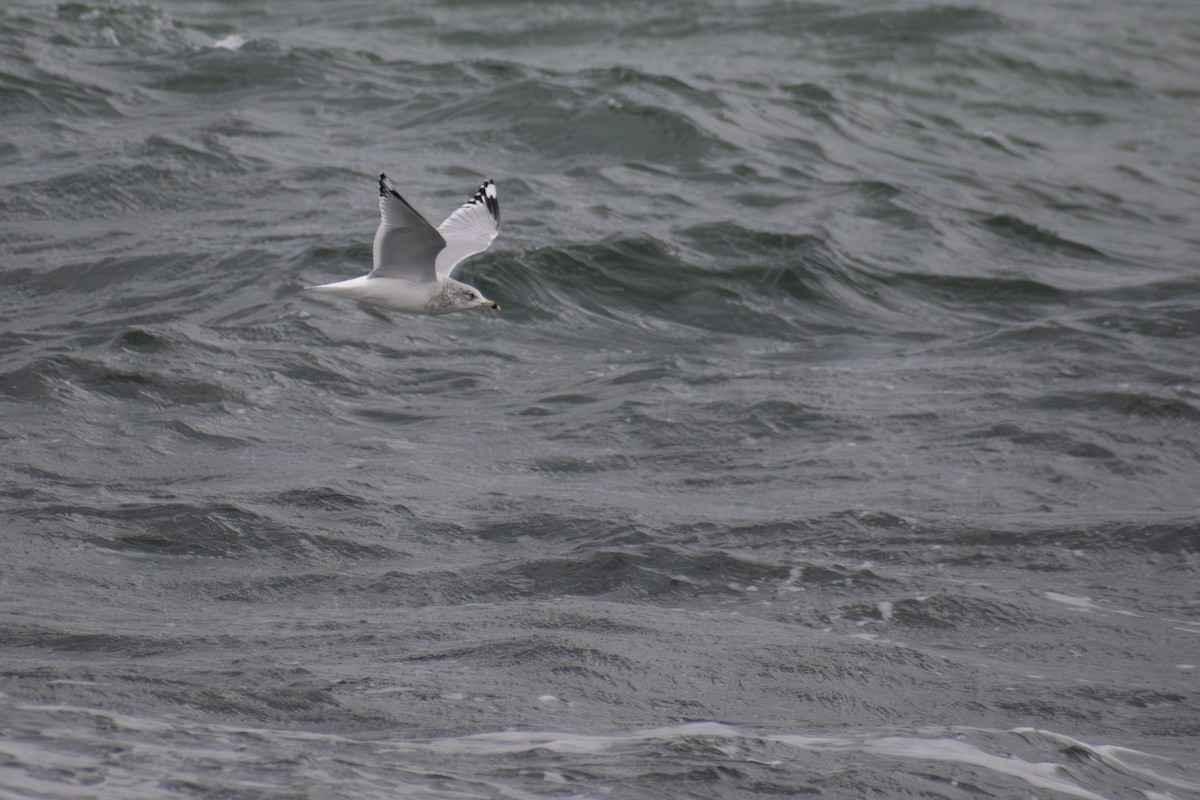 Ring-billed Gull - ML646223577