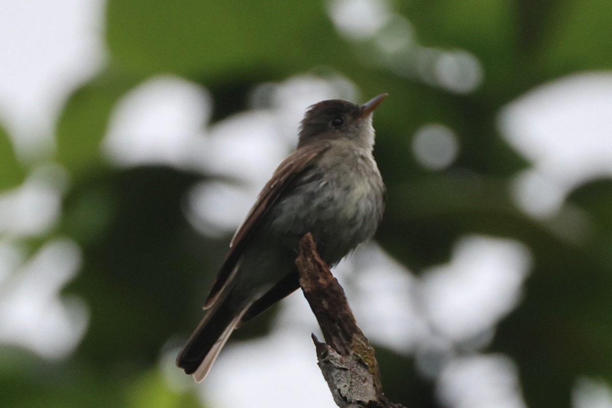 Eastern Wood-Pewee - ML646223578