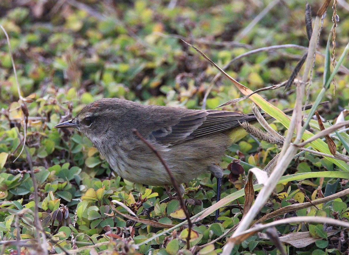 Palm Warbler - ML646223580