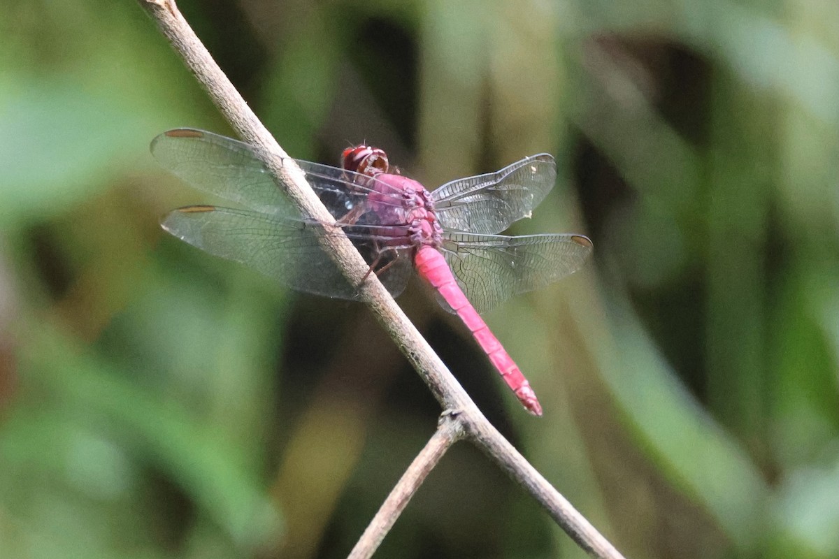 Animals - ML646223581