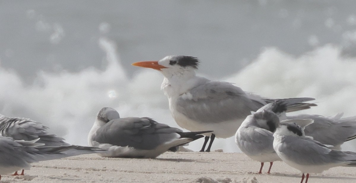 Royal Tern - ML646223582