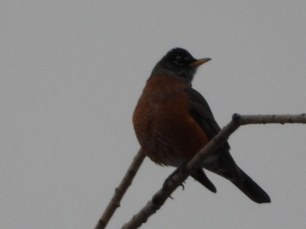 American Robin - ML646223583