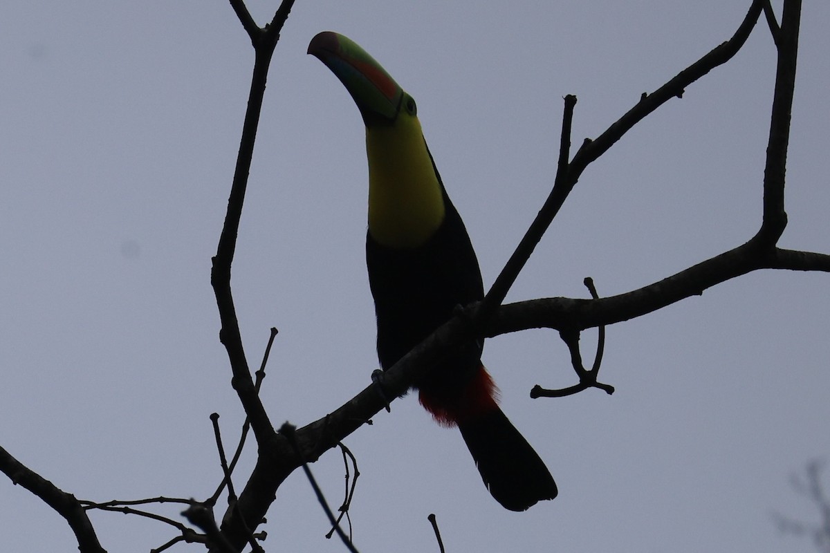 tukan středoamerický - ML646223584