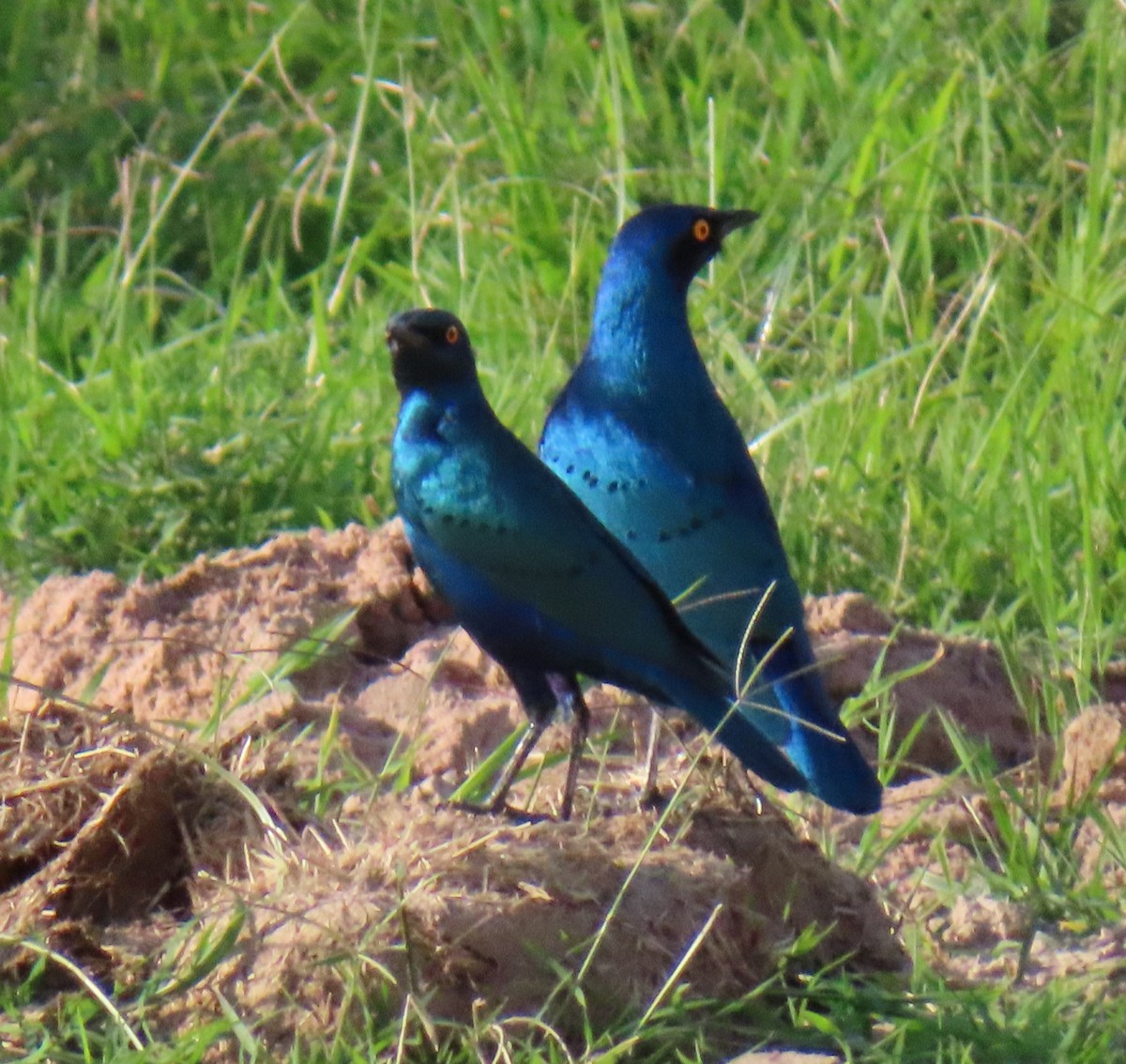 Greater Blue-eared Starling - ML646223585