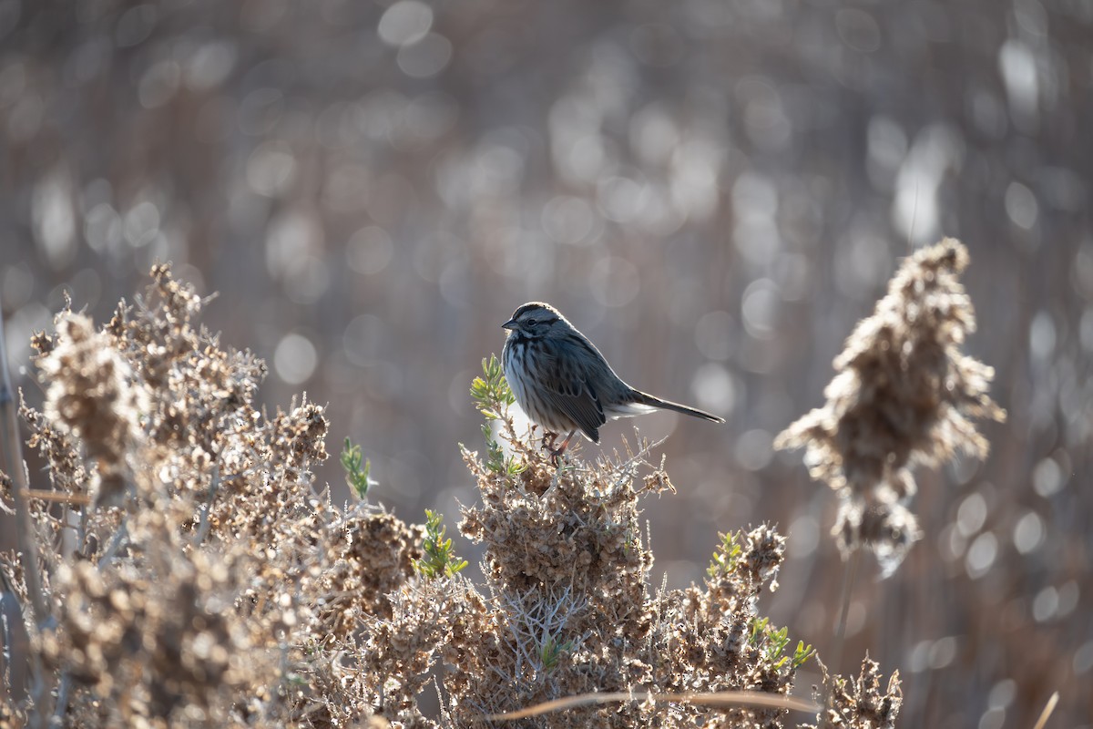 Song Sparrow - ML646223595