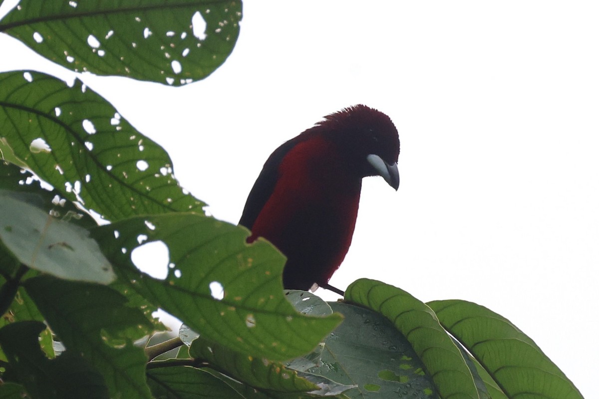 Crimson-backed Tanager - ML646223598