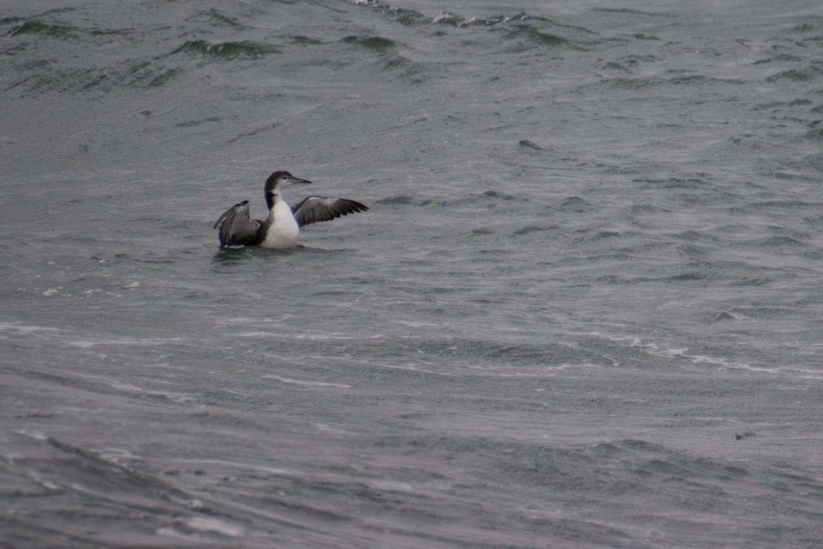 Common Loon - ML646223599