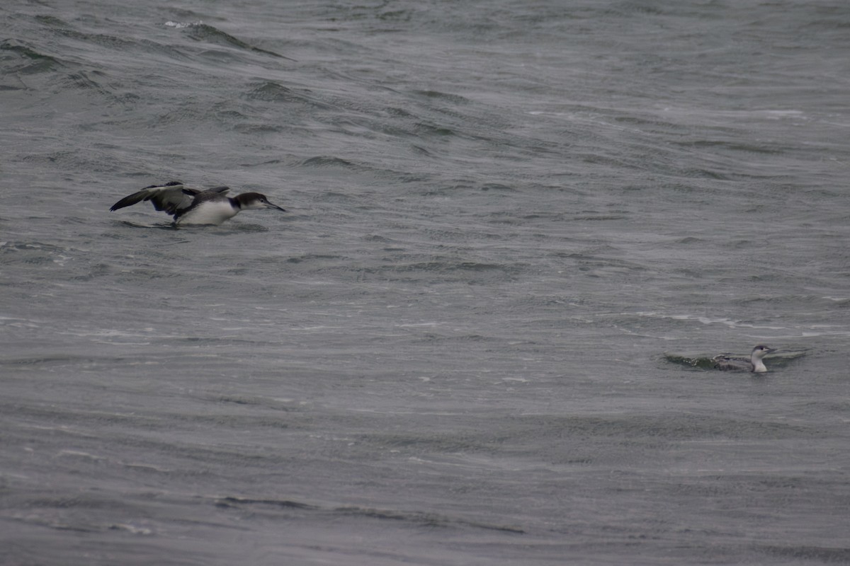 Common Loon - ML646223600