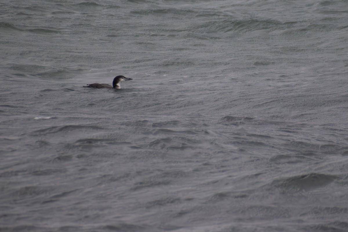 Common Loon - ML646223601