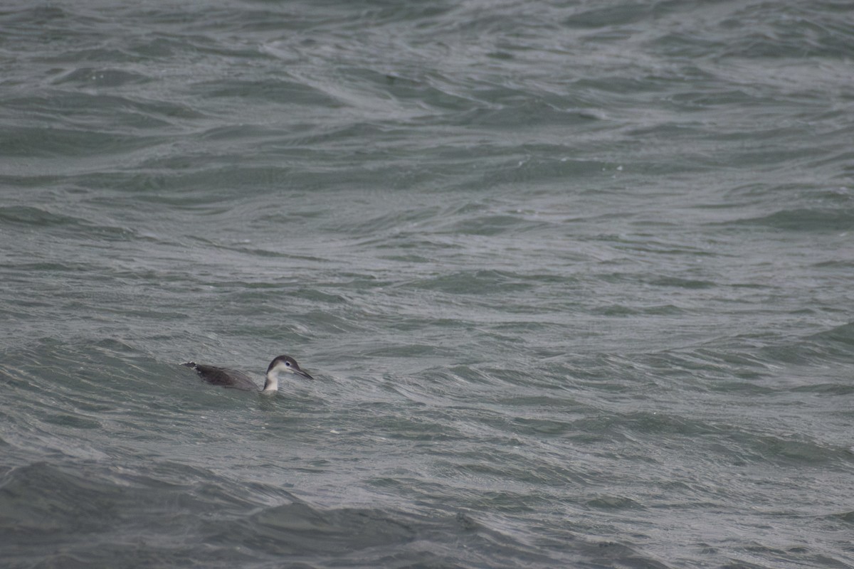 Common Loon - ML646223602