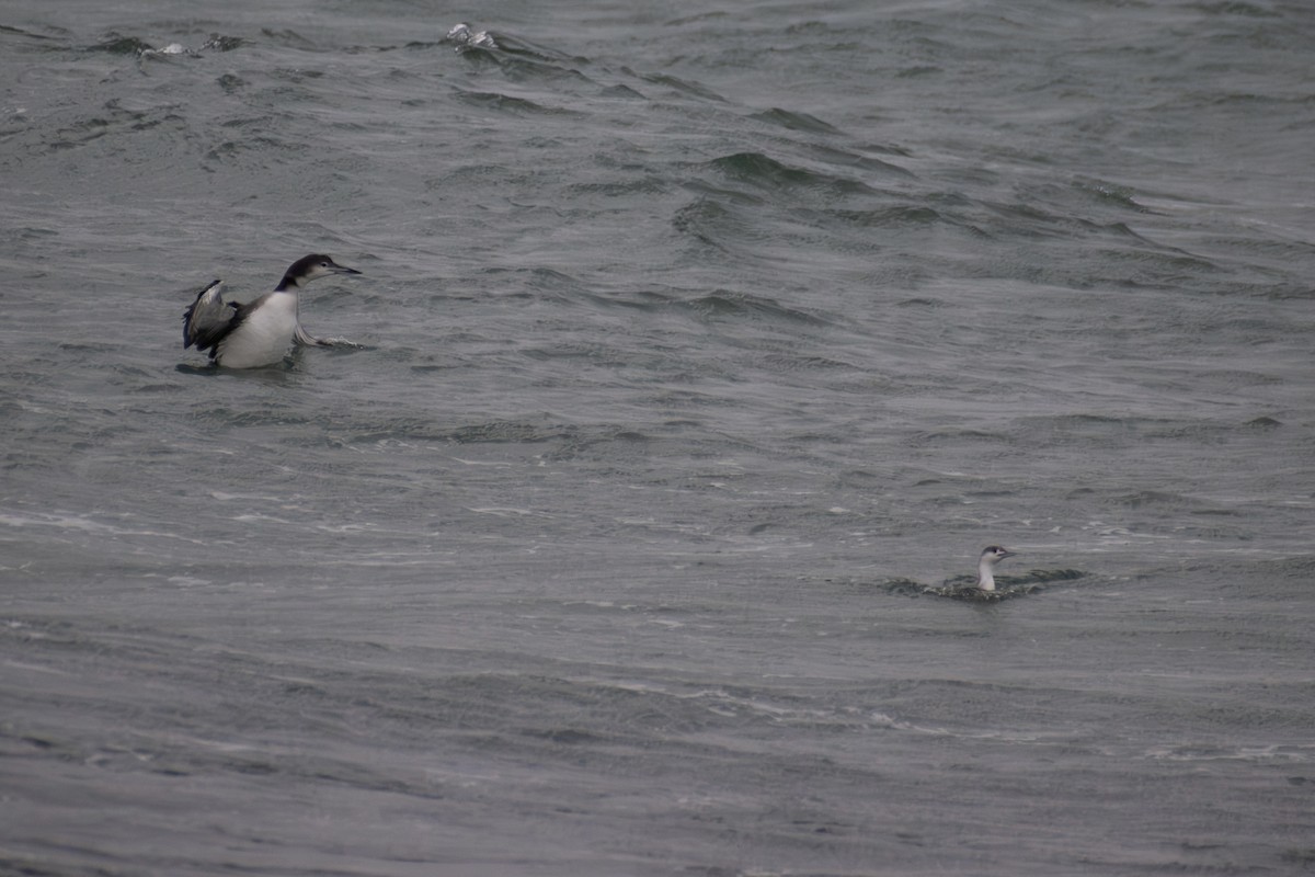 Common Loon - ML646223603