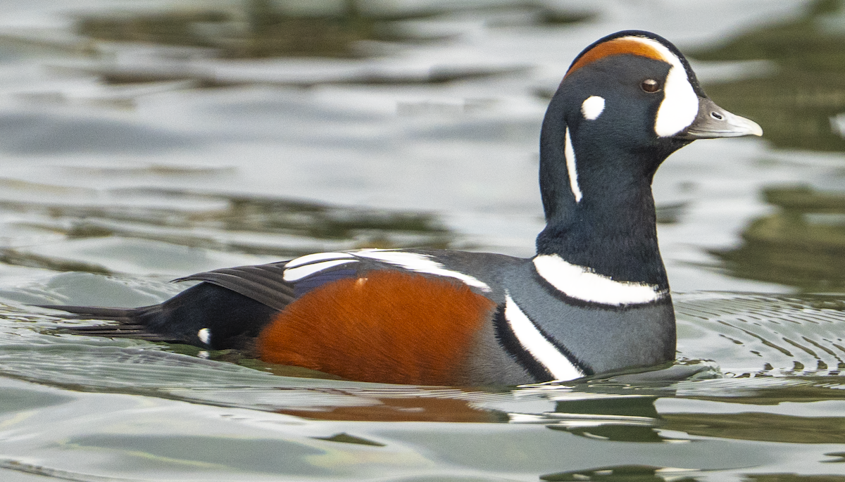 Ahate arlekina - ML646223604