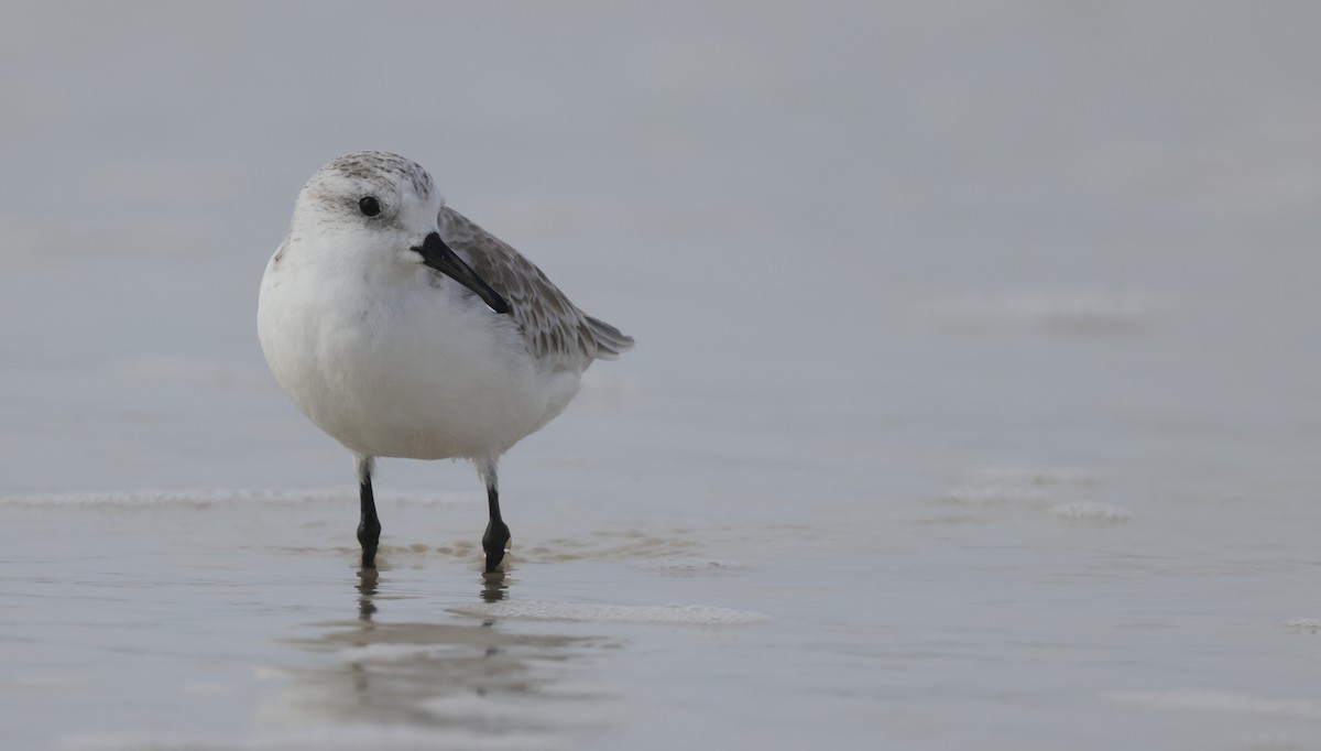 Txirri zuria - ML646223605