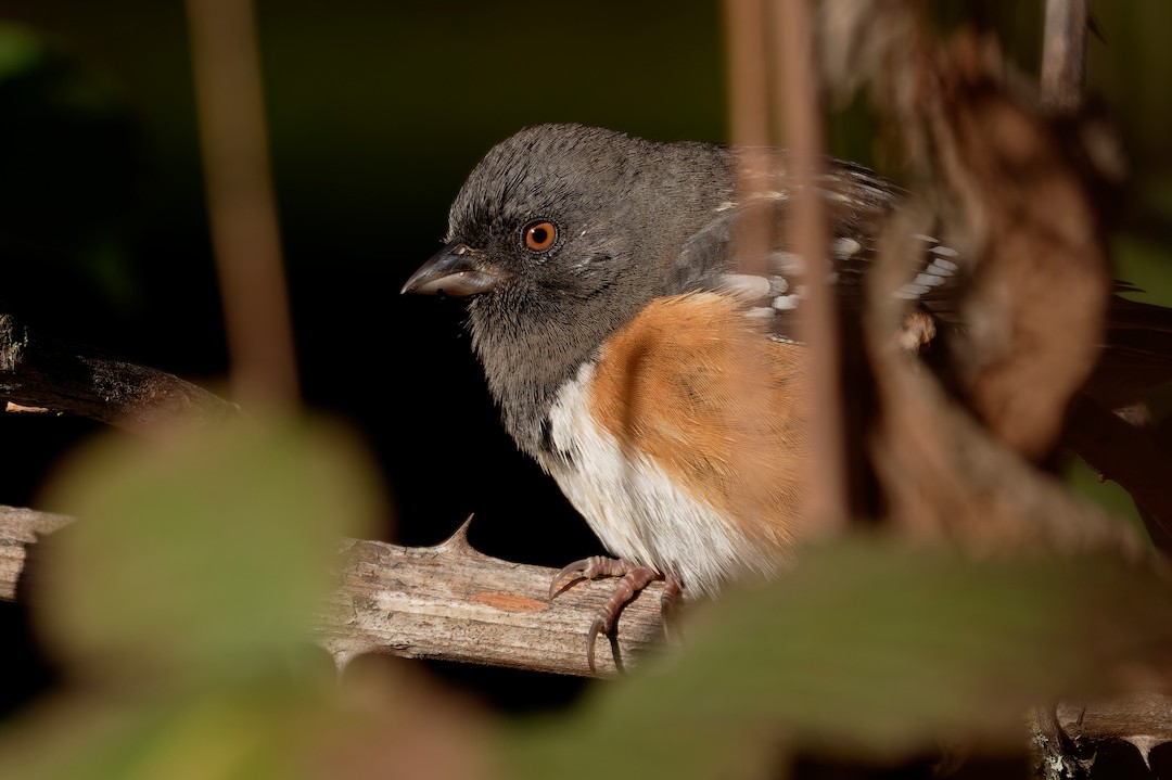 Spotted Towhee - ML646223608