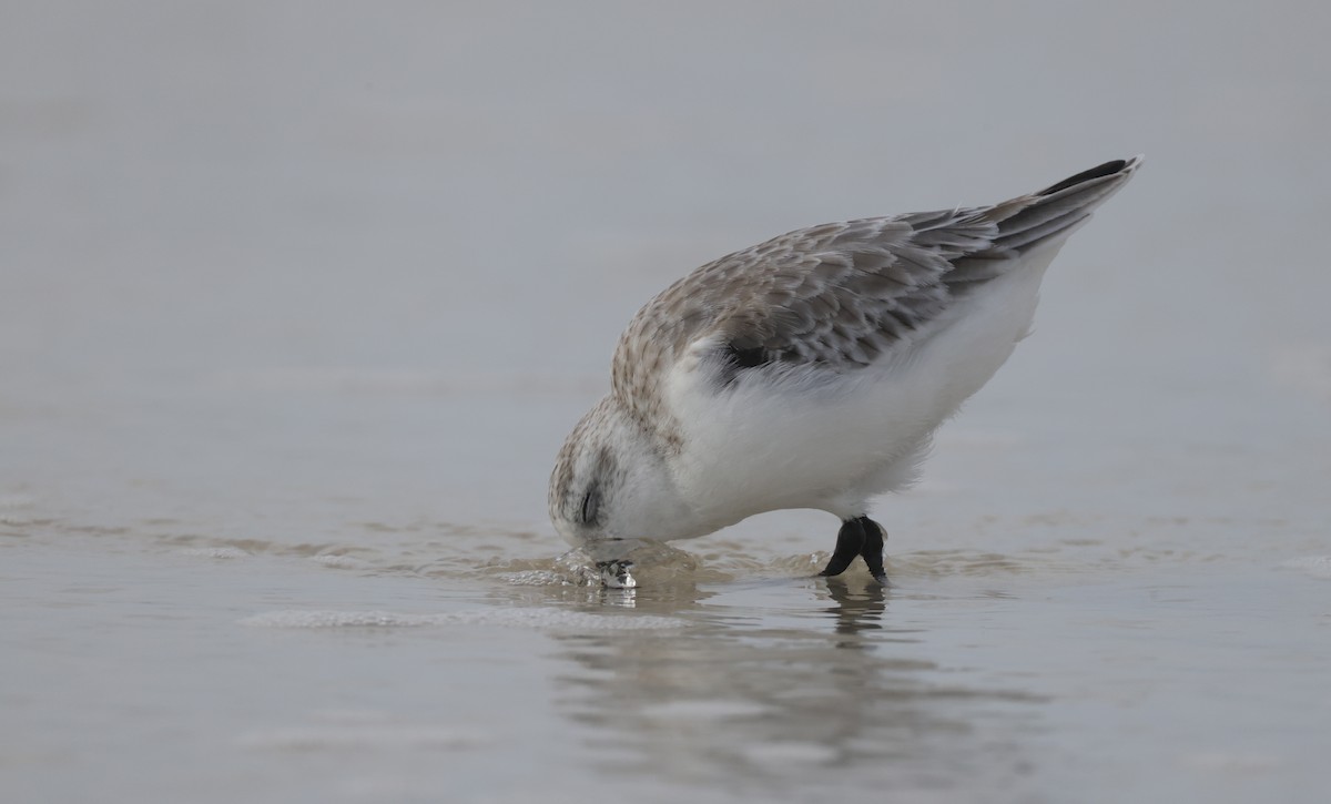 Txirri zuria - ML646223609