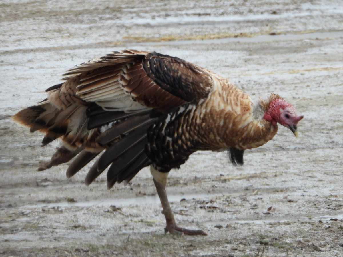 Wild Turkey - ML646223611