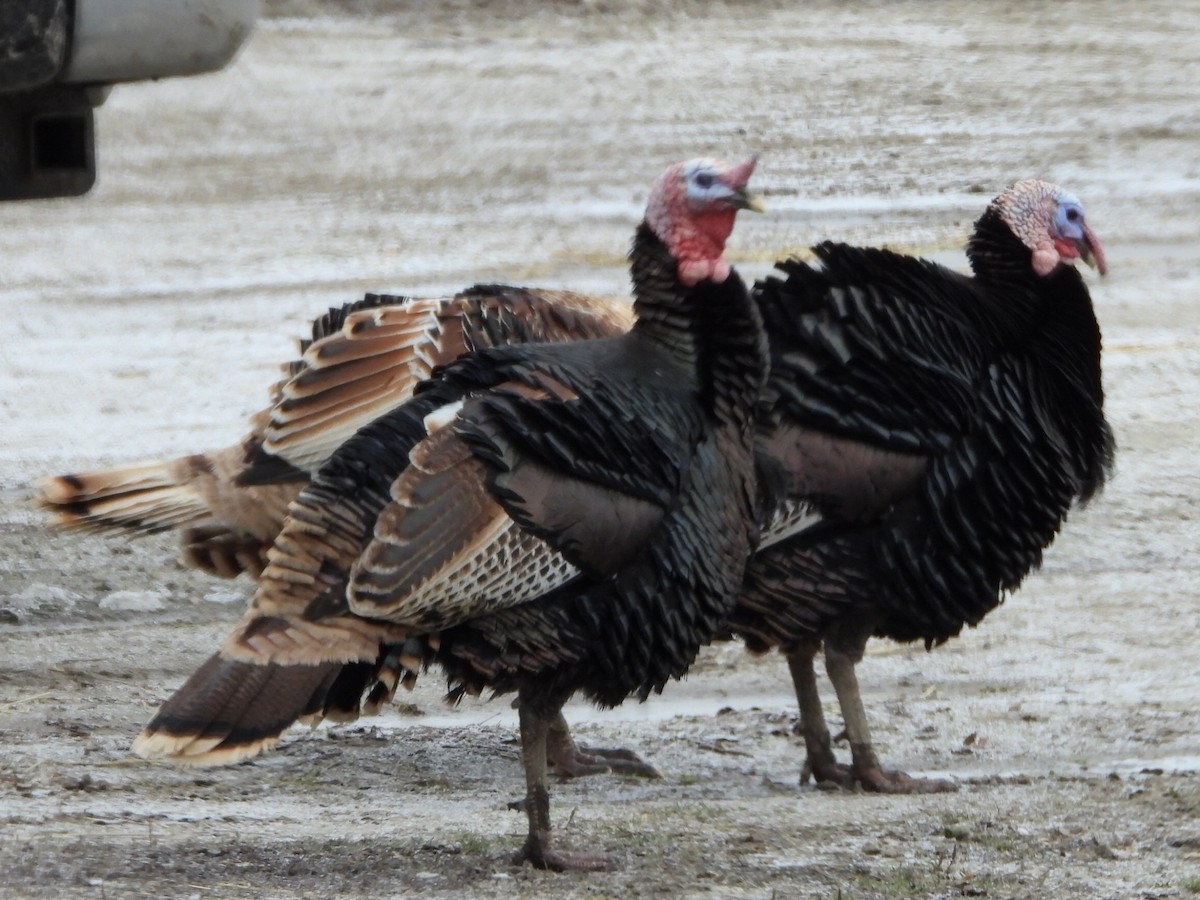 Wild Turkey - ML646223612