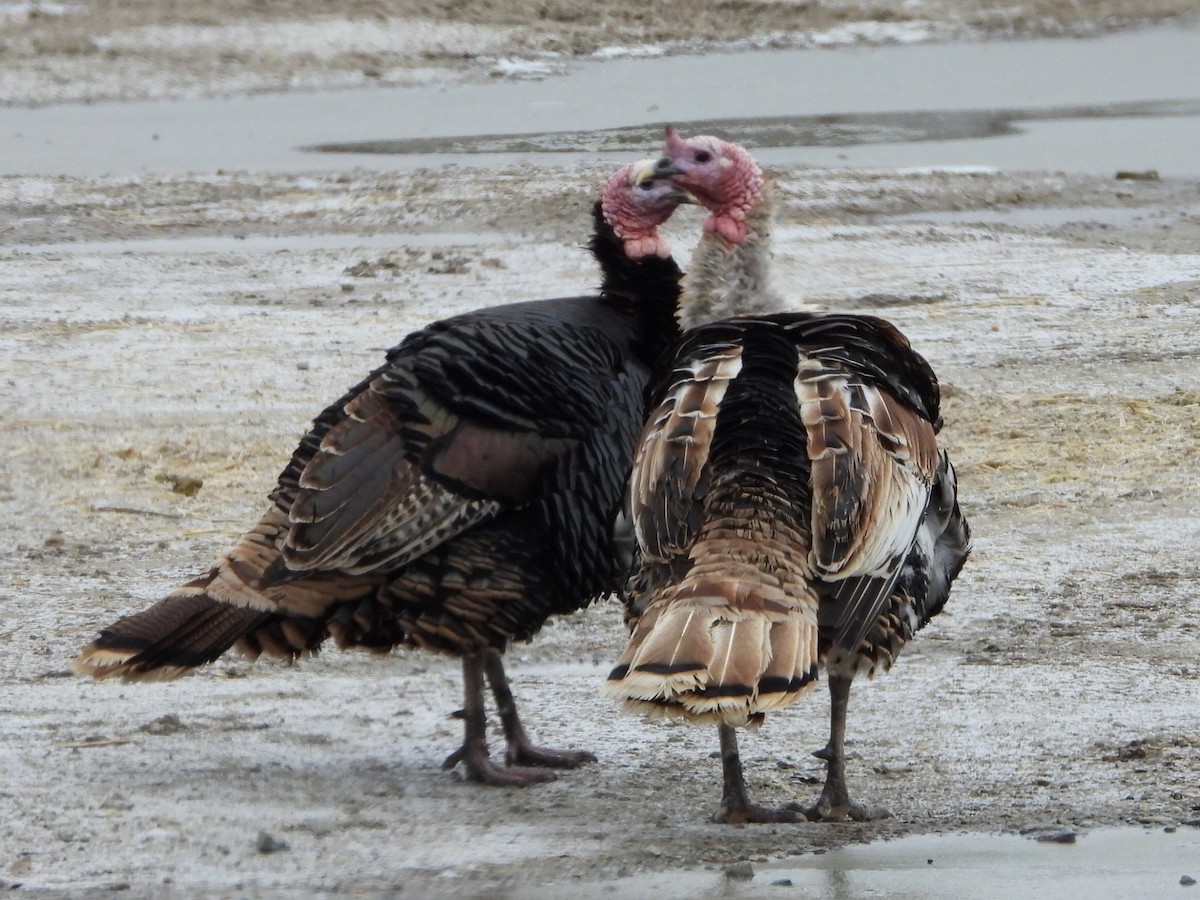 Wild Turkey - ML646223613