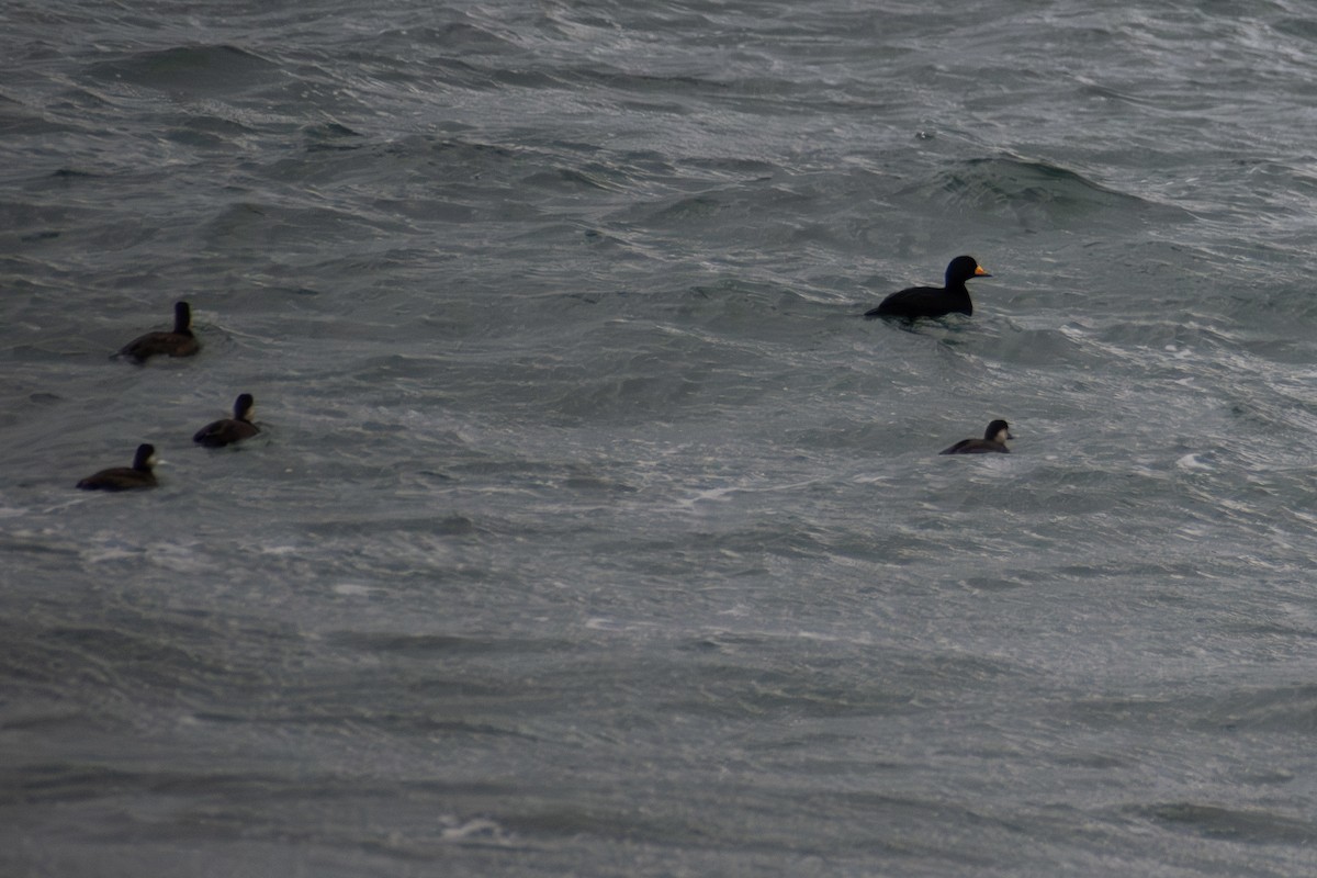 Black Scoter - ML646223615