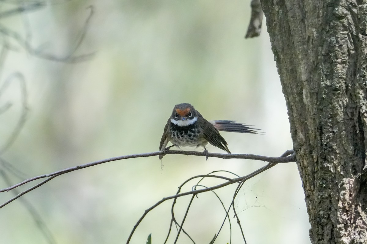 Australian Rufous Fantail - ML646223620