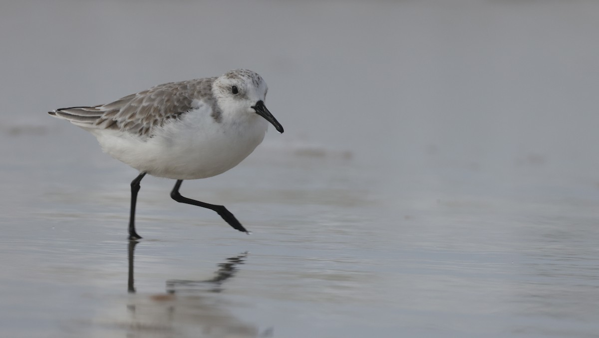 Txirri zuria - ML646223623