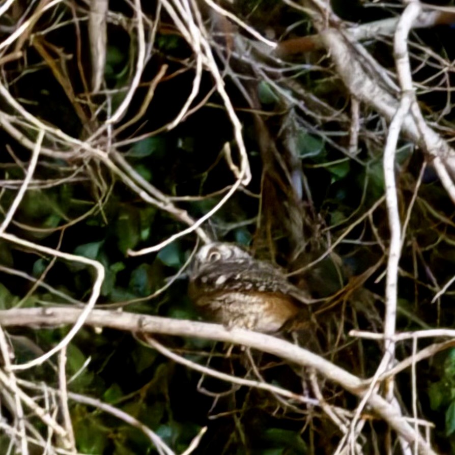 Eurasian Scops-Owl - ML646223624