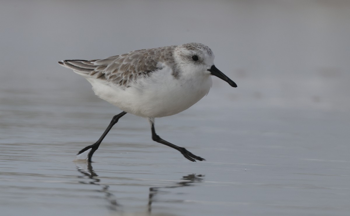 Txirri zuria - ML646223625