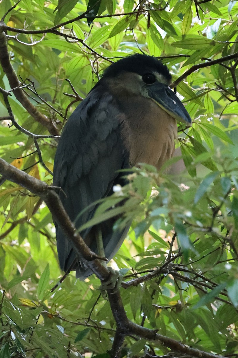 Boat-billed Heron - ML646223626