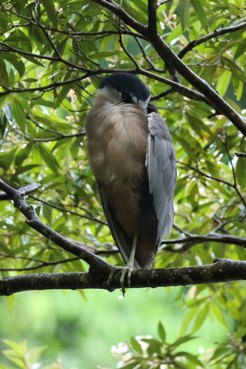 Boat-billed Heron - ML646223628