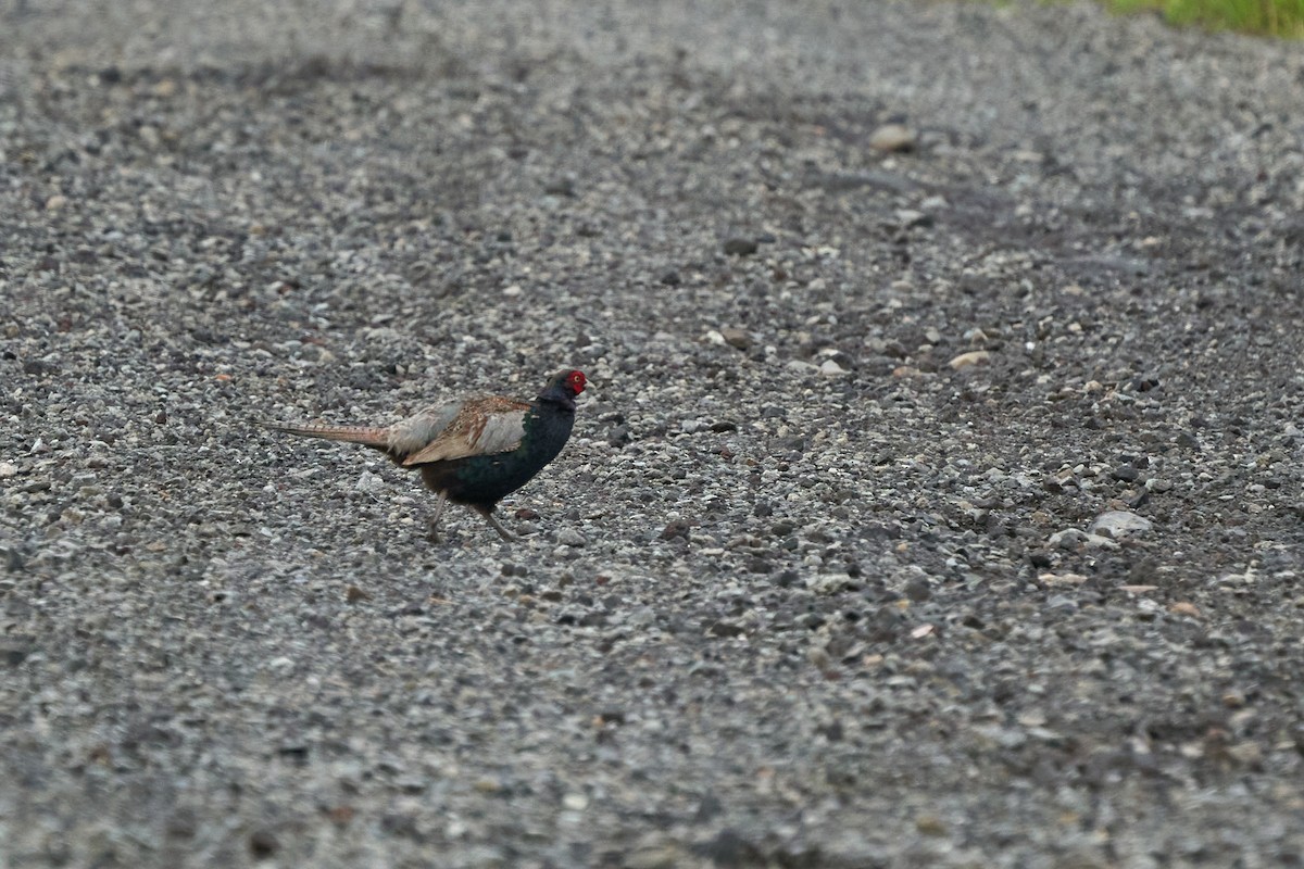 Fagiano verde - ML646223630