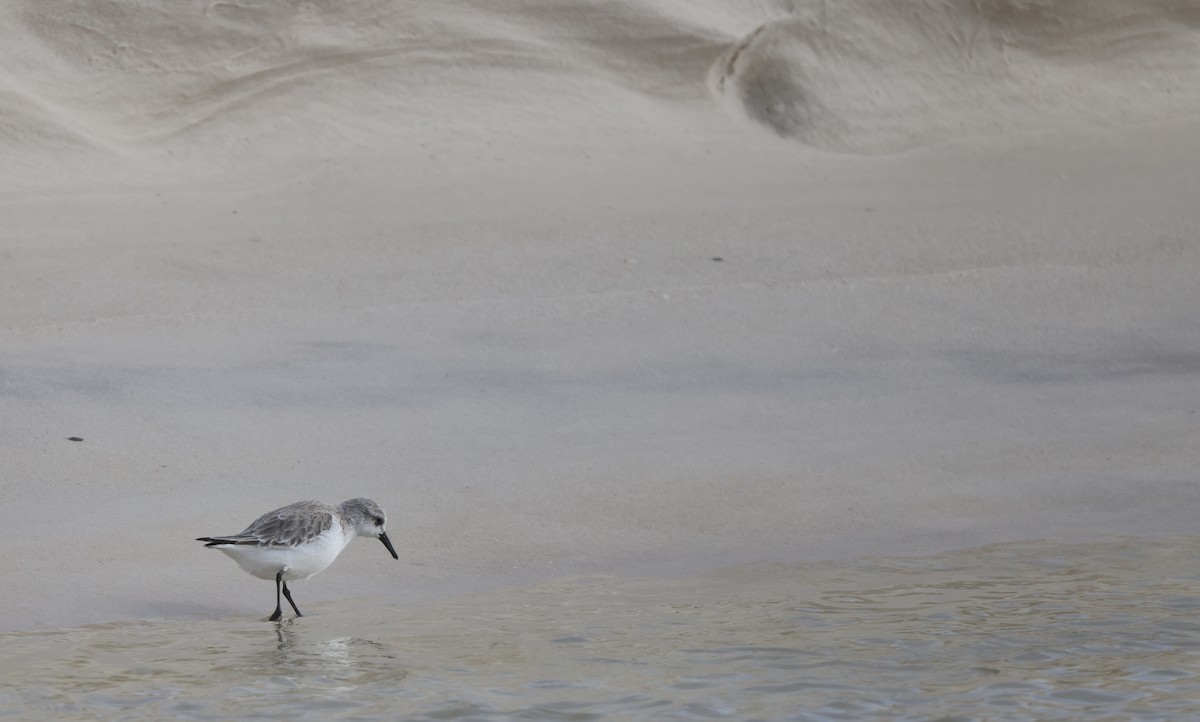 Txirri zuria - ML646223631