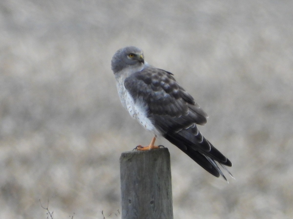 Northern Harrier - ML646223633