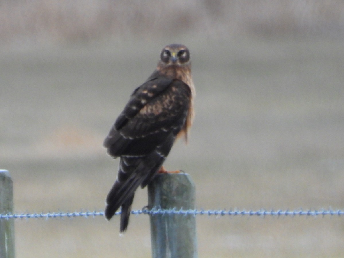 Northern Harrier - ML646223634