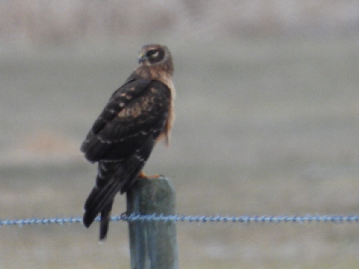 Northern Harrier - ML646223635