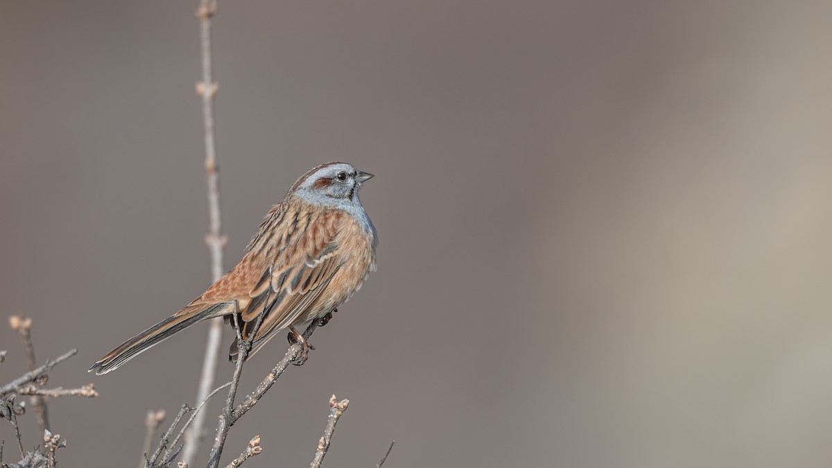 Godlewski's Bunting - ML646223648