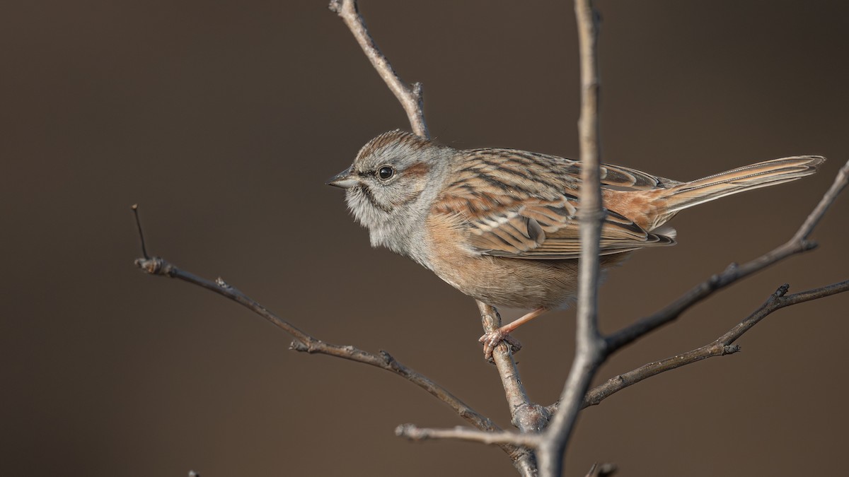 Godlewski's Bunting - ML646223649