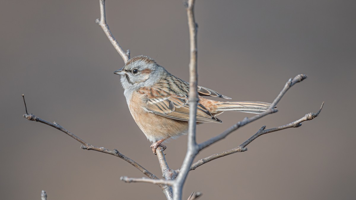 Godlewski's Bunting - ML646223650