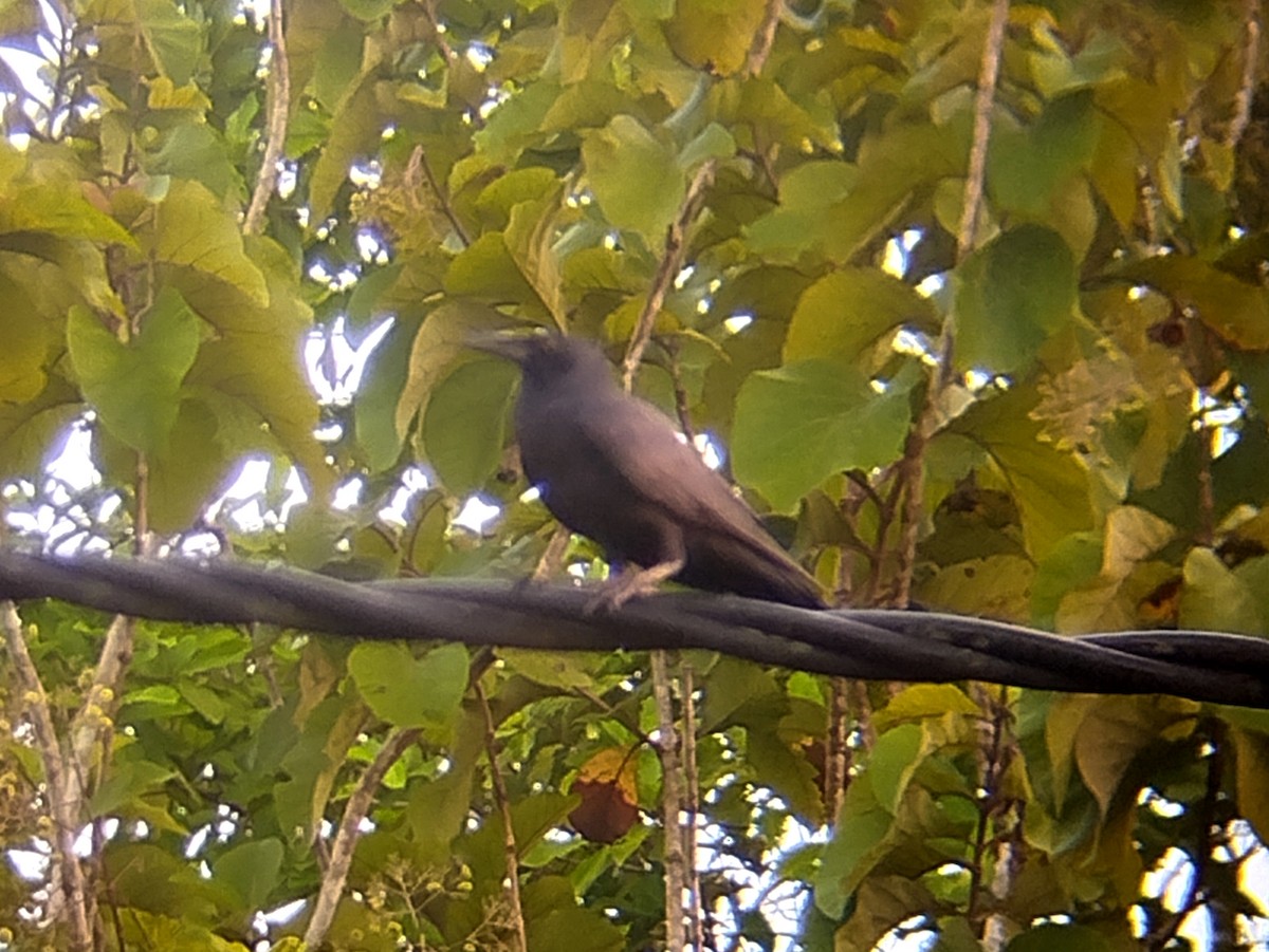 Sunda Crow - ML646223651