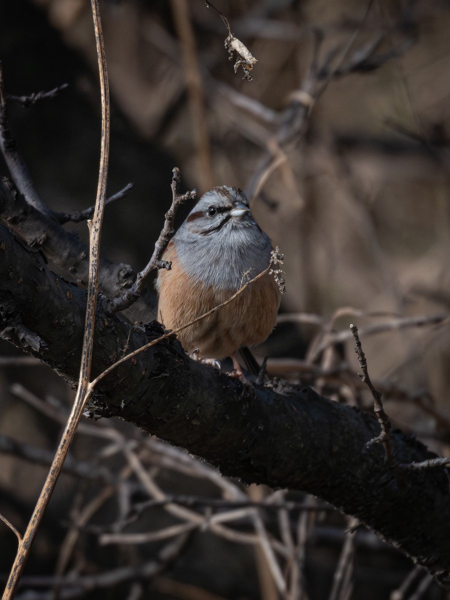 Godlewski's Bunting - ML646223657