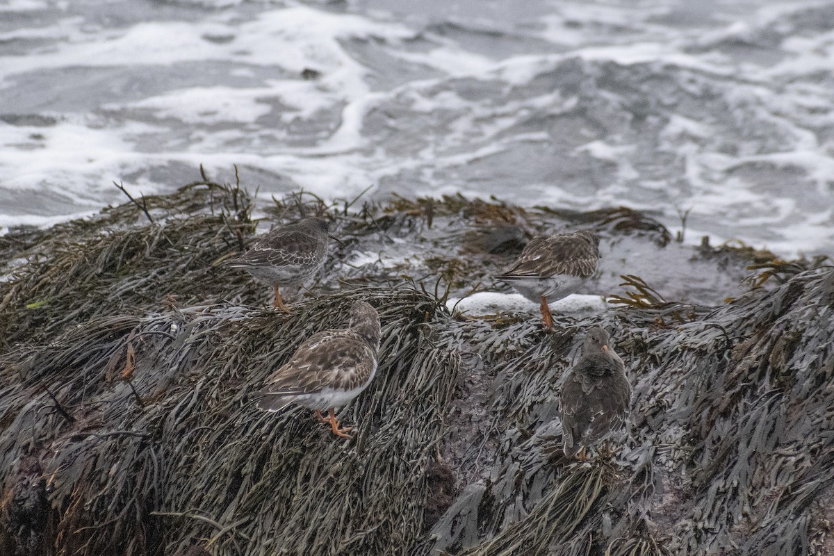 Ruddy Turnstone - ML646223658