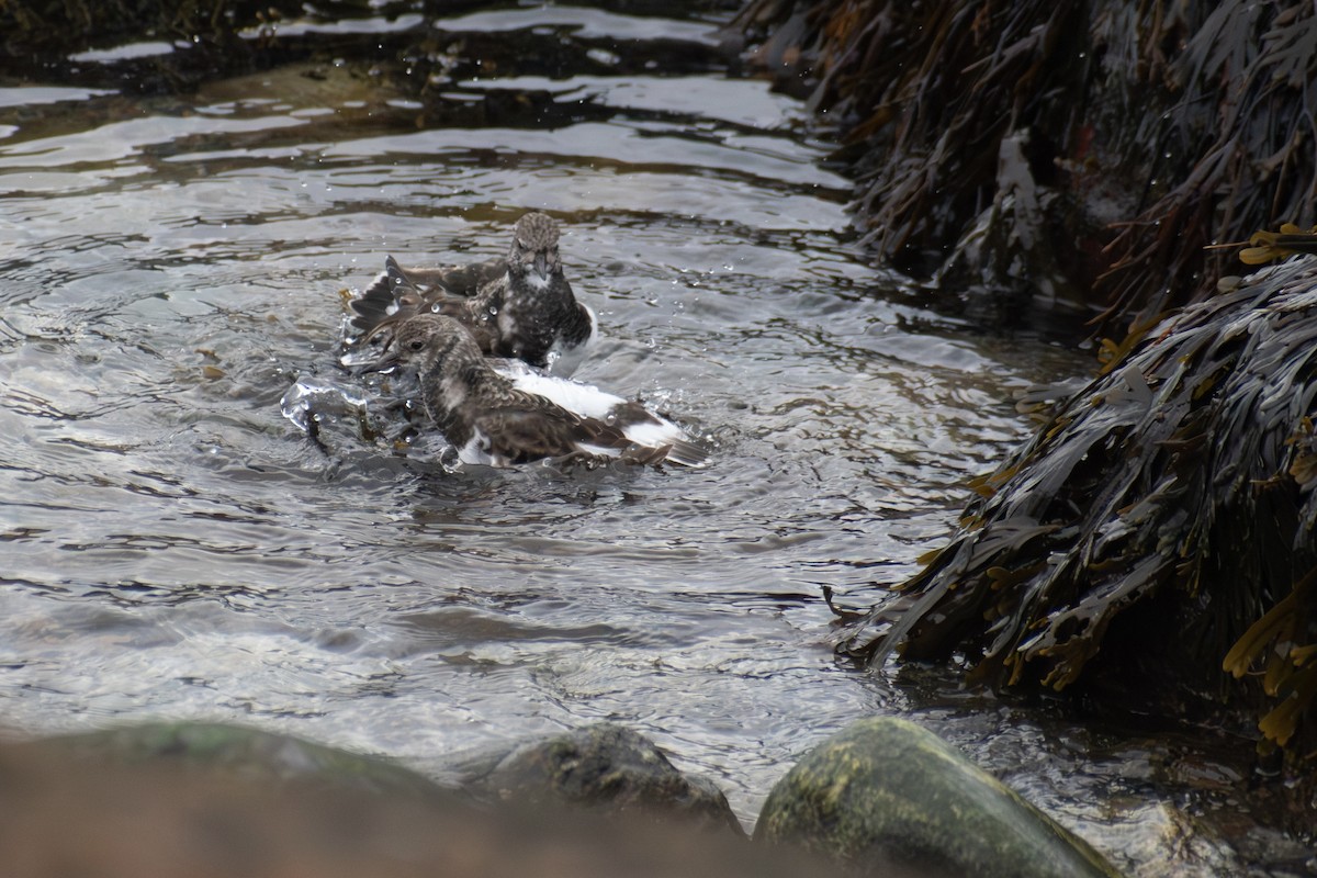 Ruddy Turnstone - ML646223659